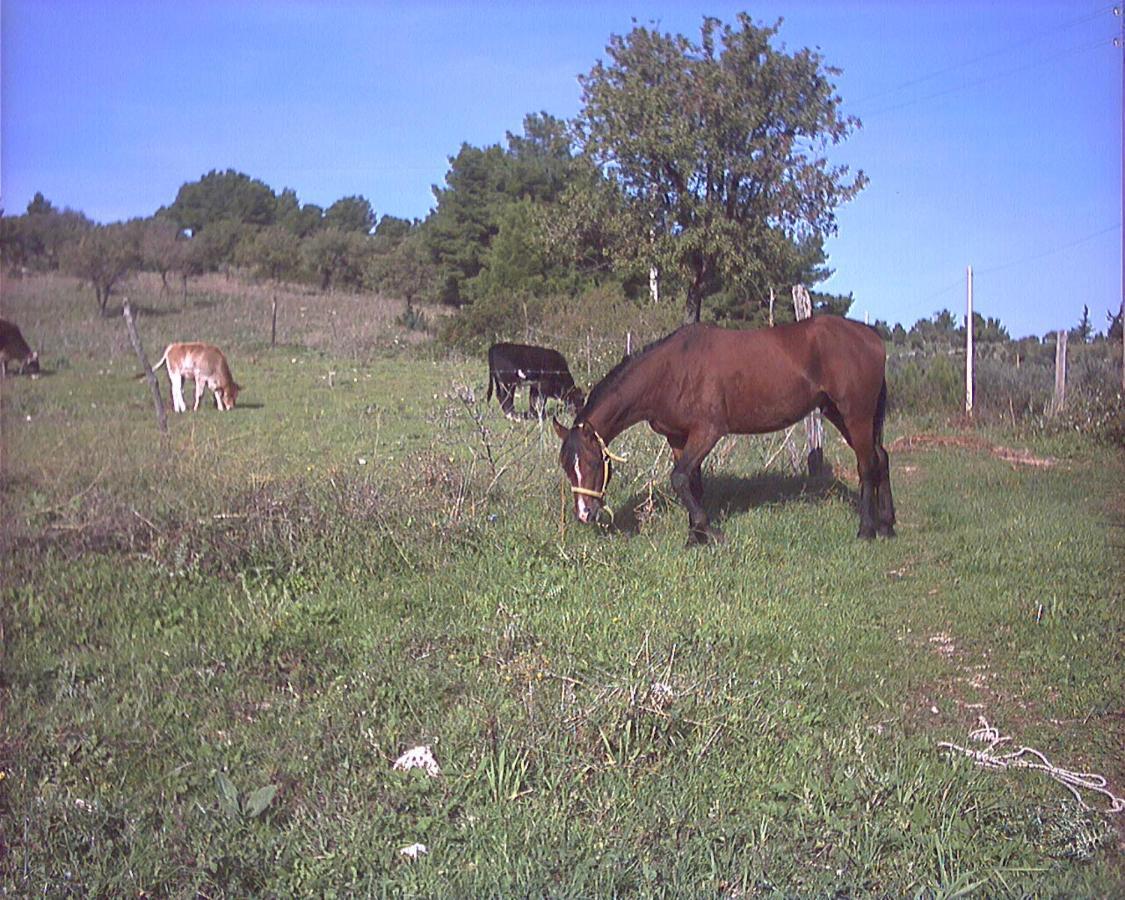 Azienda Agricola Gentile - La Casa Degli Ulivi Vieste Exterior foto